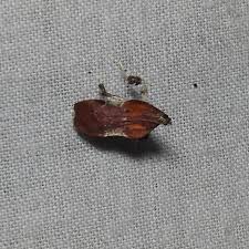 Image result for Nicolasia stenoptera