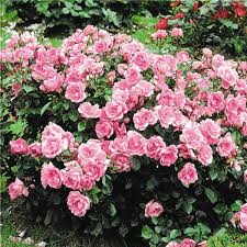 Epingle Sur Les Rosiers Paysagers