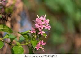 Image result for Ruspolia seticalyx