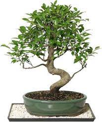 Making of bonsai in india you can make your bonsai into master pieces provided you follow the right the national bonsai park in delhi, india, is part of the beautiful lodhi gardens, which resides. The Bonsai Plants Ficus Plant Price In India Buy The Bonsai Plants Ficus Plant Online At Flipkart Com