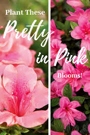 Pin On Pink Encore Azaleas