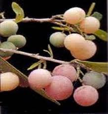 Image result for Boscia salicifolia