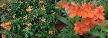 Image result for Crossandra greenstockii