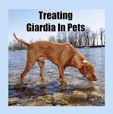 Expatica is the international community's online home away from home. How To Prevent Long Term Side Effects Of Giardia In Dogs