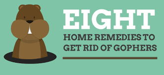 We did not find results for: The 8 Best Home Remedies To Get Rid Of Moles And Gophers