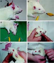 Hamsters are famous for running endlessly on small wheels, but their actual lives are usually more adventurous than that. Attempts To Improve Axonal Pathfinding And Quality Of Target Reinnervation Springerlink