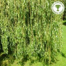 Their long cascading, drooping branches are good landscaping choices examples of some small deciduous weeping trees include types of birch trees, cherry trees, willows, weeping redbud and maples, which have stunning. Salix X Sepulcralis Chrysocoma Golden Weeping Willow Trees