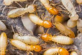 Termites what do they look like. Termites Types Facts And How To Identify Termite Services Holder S Pest Solutions