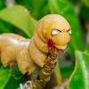 Black caterpillars' best identification markers are that they have hairy and fuzzy bodies with some specific appearance. Https Encrypted Tbn0 Gstatic Com Images Q Tbn And9gcqjh 1pxc9lfqyngchy8t4id Qko7resh Dvjzzey09ta4gtry6 Usqp Cau