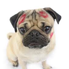 Exista unele aspecte de care trebuie sa tineti cont inainte de a gazdui un ogar. Pug Ul Un Caine De Apartament Comod Si Linistit