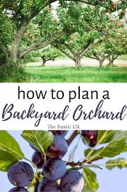 Planning Your Small Homestead Orchard Fruit Trees Backyard Orchard Garden Fruit Tree Garden