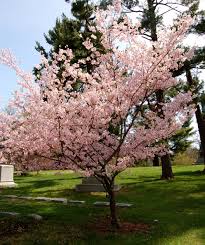 Speaking of nutrients, cherry trees do benefit from a little fertilizer. Accolade Flowering Cherry Bower Branch