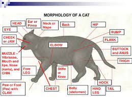 External Anatomy Of Cat Anatomy Drawing Diagram