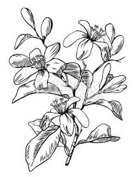 Black And White Orange Blossom Clip Art Ce89808b88e58e8920c9e9549d85c2cd Jpg 293 380 Orange Blossom Blossom Tattoo Blossoms Art