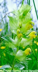 100 Pcs Cymbidium Seed Rainbow Chinese Cymbidium Orchid Flower Seeds Potted Plant Indoor Bonsai Flower Seeds Cicada Orch Unusual Flowers Strange Flowers Plants