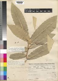 Image result for Rinorea ilicifolia