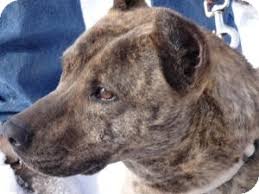 Touch device users, explore by touch or with swipe gestures. Littleton Co Dutch Shepherd Meet Miley A Pet For Adoption