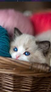 Kitten Blue Eyes Wool Balls 4k Ultra Hd Mobile Wallpaper Kittens Cutest Cute Little Kittens Cats
