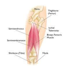 Stretching can help loosen the muscles and ease the pain. Do Tight Hamstrings Cause Low Back Pain Symmetry Physical Therapy