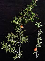 Image result for Ximenia afra