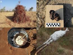 Image result for Tapinanthus dependens