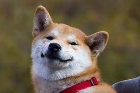 Get shiba inu(shib) price , charts , market capitalization and other cryptocurrency info about shiba inu. Shiba Inu Coinbase Effekt Beflugelt Den Selbsternannten Dogecoin Killer