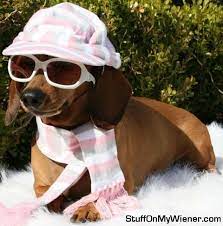 Stuff On My Wiener Hats Cute Dog Tags Weiner Dog Fur Friend