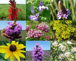 Image result for lobelia combine composition