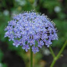 Blue Lace Flower Didiscus Caeruleus Blue And Purple Flowers Flower Seeds Blooming Plants