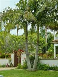 King Palm Archontophoenix Cunninghamiana H40 W10 15 Zone 9b Green Boot Natural Palm Frown Drop Palm Trees Landscaping Landscaping Trees Backyard Landscaping