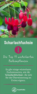 Winterharte Balkonpflanzen Die Top 11 Fur Ihren Balkon Winterharte Balkonpflanzen Balkon Pflanzen Winterhart