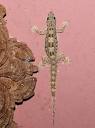 Flat-tailed Gecko - Hemidactylus platyurus