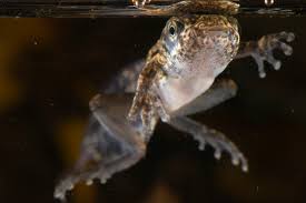 Australia has over 240 species of native amphibians, all frogs. Metamorphosis Frogs Friends Google Arts Culture