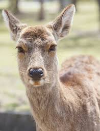 Geyik Ceylan Animal Geyik Iman