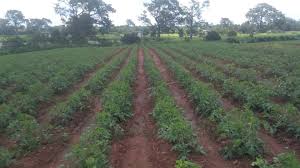 Check spelling or type a new query. Sara 2019 Cote D Ivoire La Date Du 5eme Salon De L Agriculture Connue