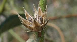 Image result for Hibiscus nigricaulis