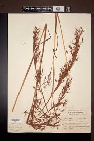 Image result for Hyparrhenia bracteata