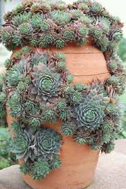 Learn vocabulary, terms and more with flashcards, games and other study tools. Pin By Suzette Odendaal On Tuin Idees Succulents Succulent Soil Plants