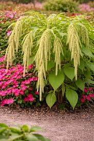 Image result for Amaranthus caudatus