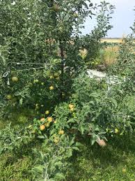 Said to keep 8 months in refrigeration. What You Need To Know Before You Plant Apple Trees The Seasonal Homestead
