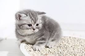 Urinary blockages in cats occur when there is a blockage in the urethra, which is the tube that allows urine to drain from the bladder. Urinary Tract Obstruction In Cats Symptoms Causes Diagnosis Treatment Recovery Management Cost