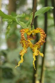 Image result for Monodora