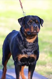 Image result for Ritchiea gossweileri