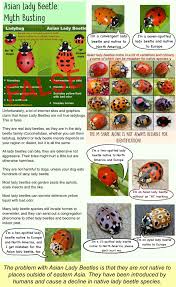 Why do ladybugs like this corner? : rinsects