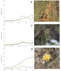 Image result for Hypolytrum goetghebeur