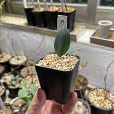 Image result for Eriospermum mackenii