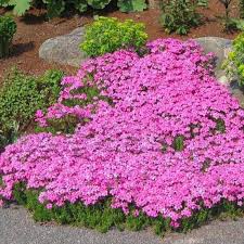 Phlox is a genus of 67 species of perennial and annual plants in the family polemoniaceae. Drummond S Pink Creeping Phlox Plantingtree
