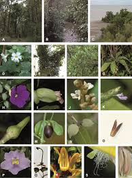 Image result for Pseudocalyx saccatus