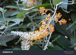 Image result for Buddleja madagascariensis
