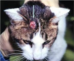 My vet has a cat who had mast cell all through him, had surgery and chemo, and he is still going strong 3 years later. Mast Cell Tumors Veterinarian In Montgomery Al Animal Hospital Of Montgomery
